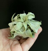 Magazoo Tillandsia streptophylla plant