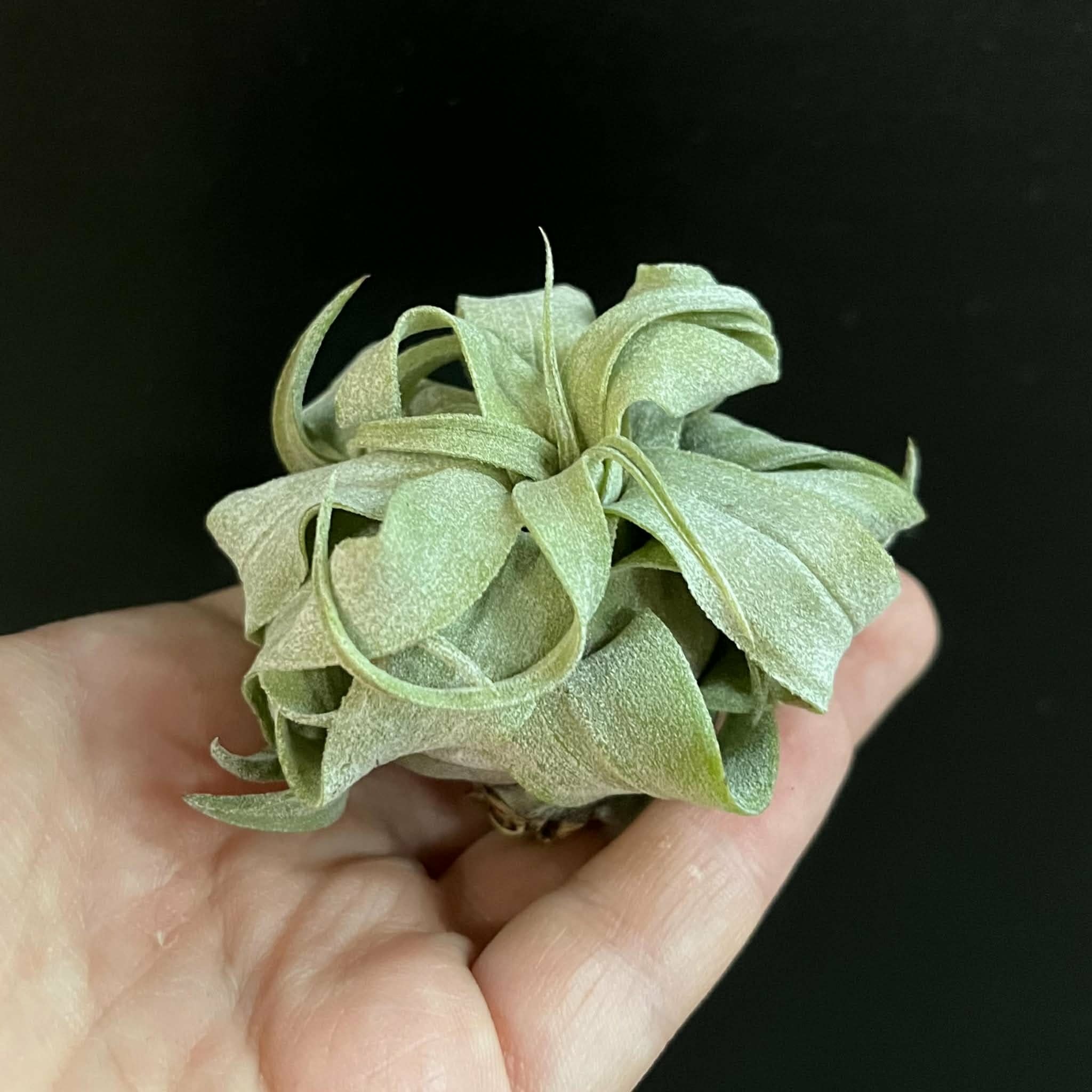 Magazoo Plante Tillandsia streptophylla