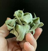 Magazoo Plante Tillandsia streptophylla