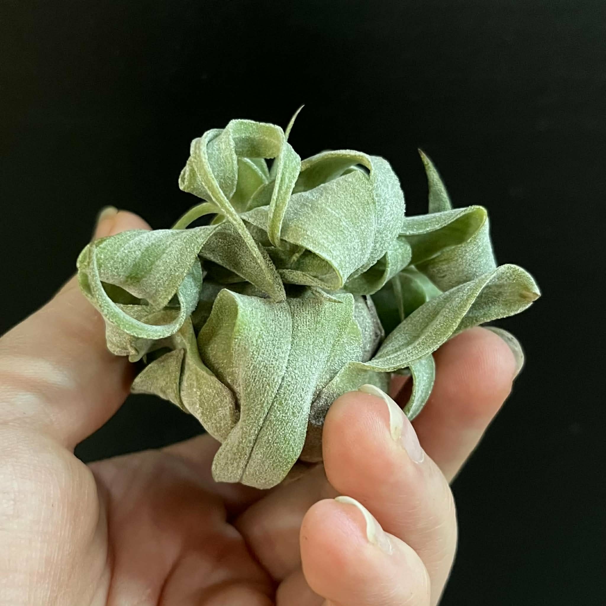 Magazoo Tillandsia streptophylla plant