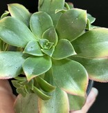 Magazoo Plante Aeonium arboreum 'Kiwi'  10cm