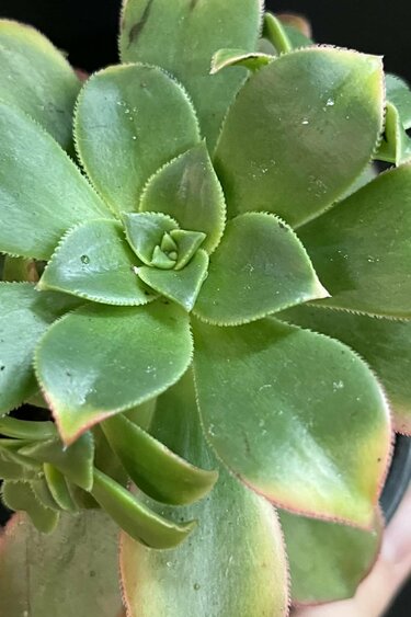 Magazoo Aeonium arboreum 'Kiwi'  10cm Plant