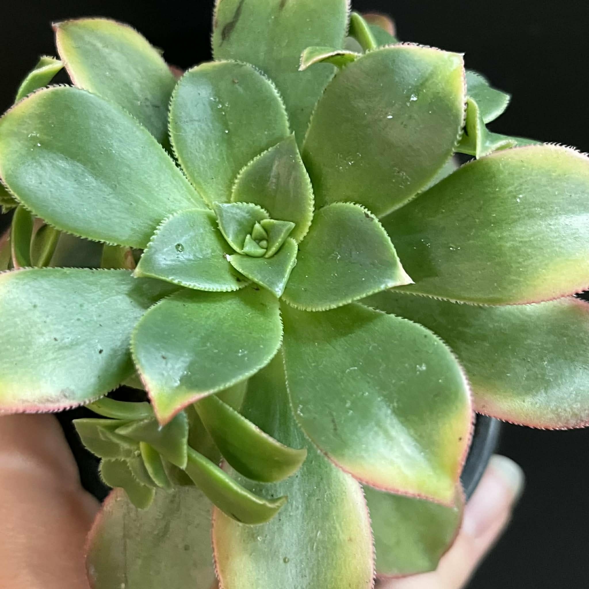 Magazoo Plante Aeonium arboreum 'Kiwi'  10cm