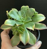 Magazoo Aeonium arboreum 'Kiwi'  10cm Plant