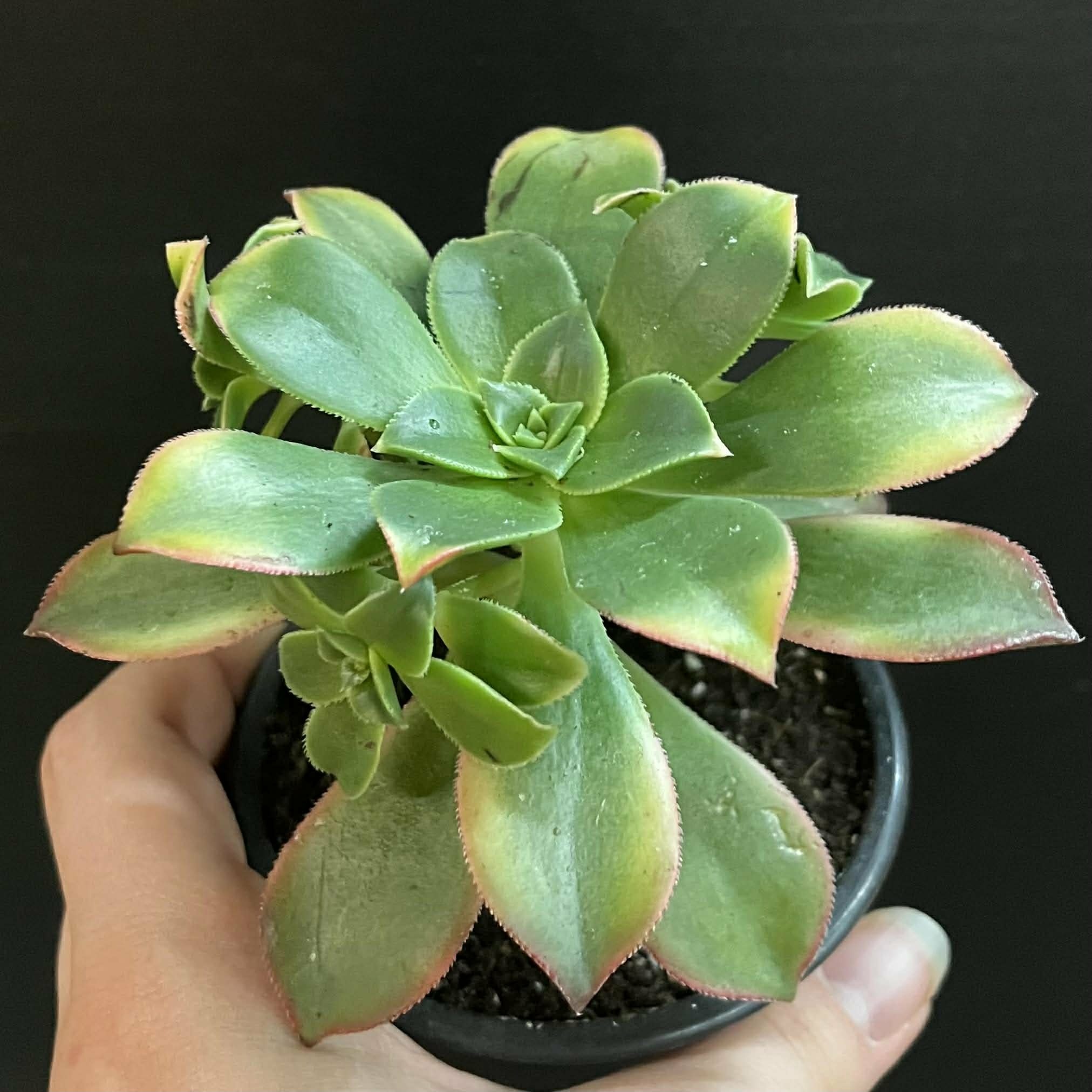 Magazoo Plante Aeonium arboreum 'Kiwi'  10cm