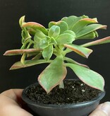 Magazoo Plante Aeonium arboreum 'Kiwi'  10cm