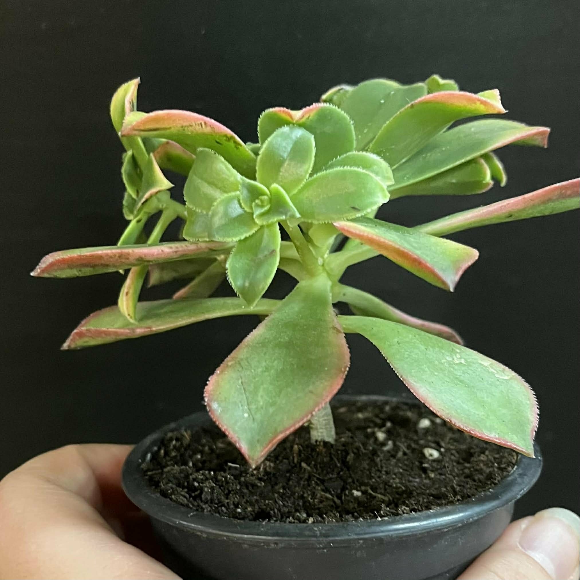 Magazoo Plante Aeonium arboreum 'Kiwi'  10cm