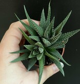 Magazoo Haworthia herbacea Plant