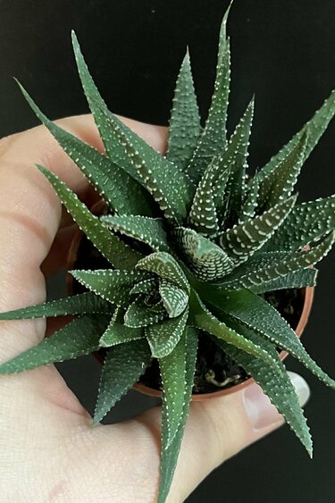 Magazoo Plante Haworthia herbacea