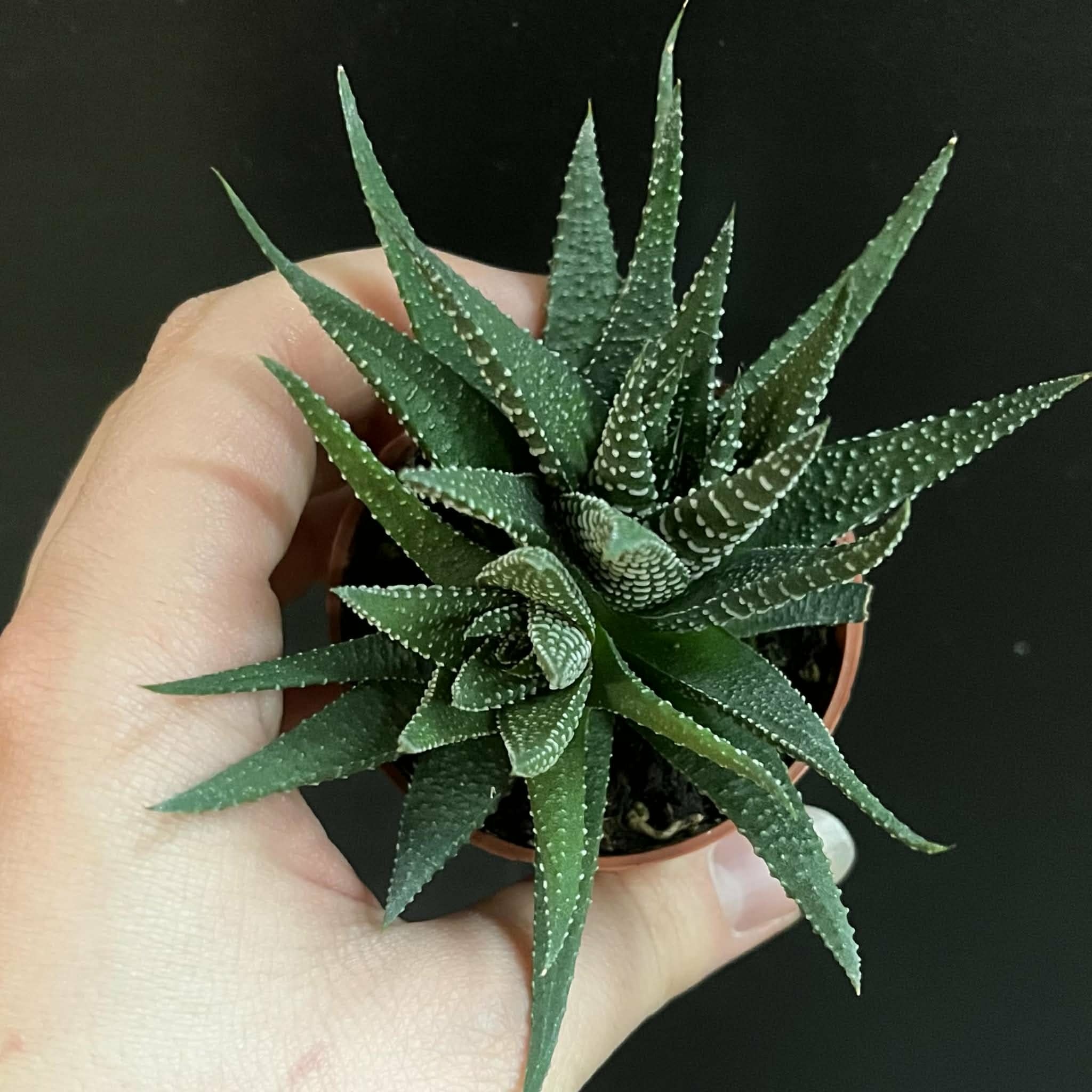 Magazoo Plante Haworthia herbacea
