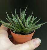 Magazoo Plante Haworthia herbacea