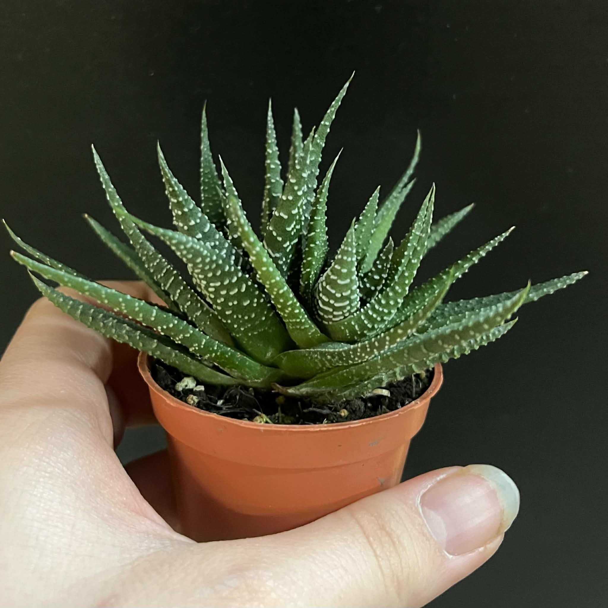 Magazoo Haworthia herbacea Plant