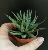 Magazoo Haworthia herbacea Plant