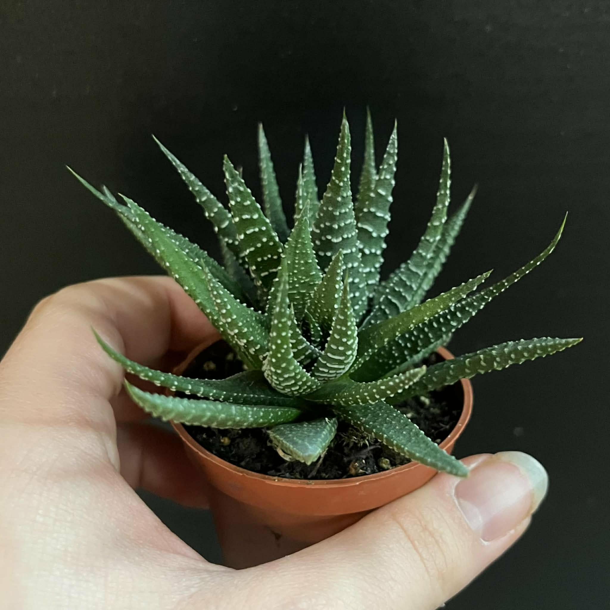 Magazoo Haworthia herbacea Plant