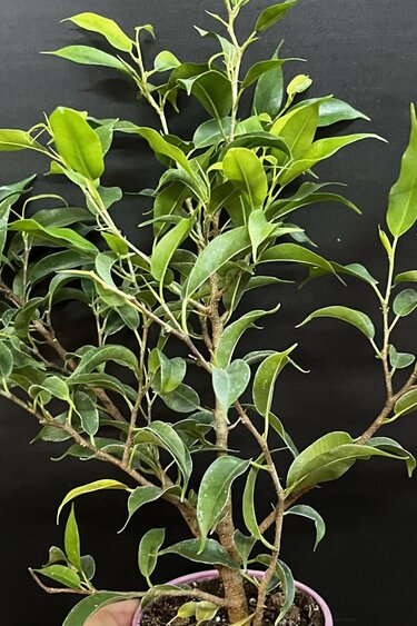 Magazoo Plante Ficus Benjamina