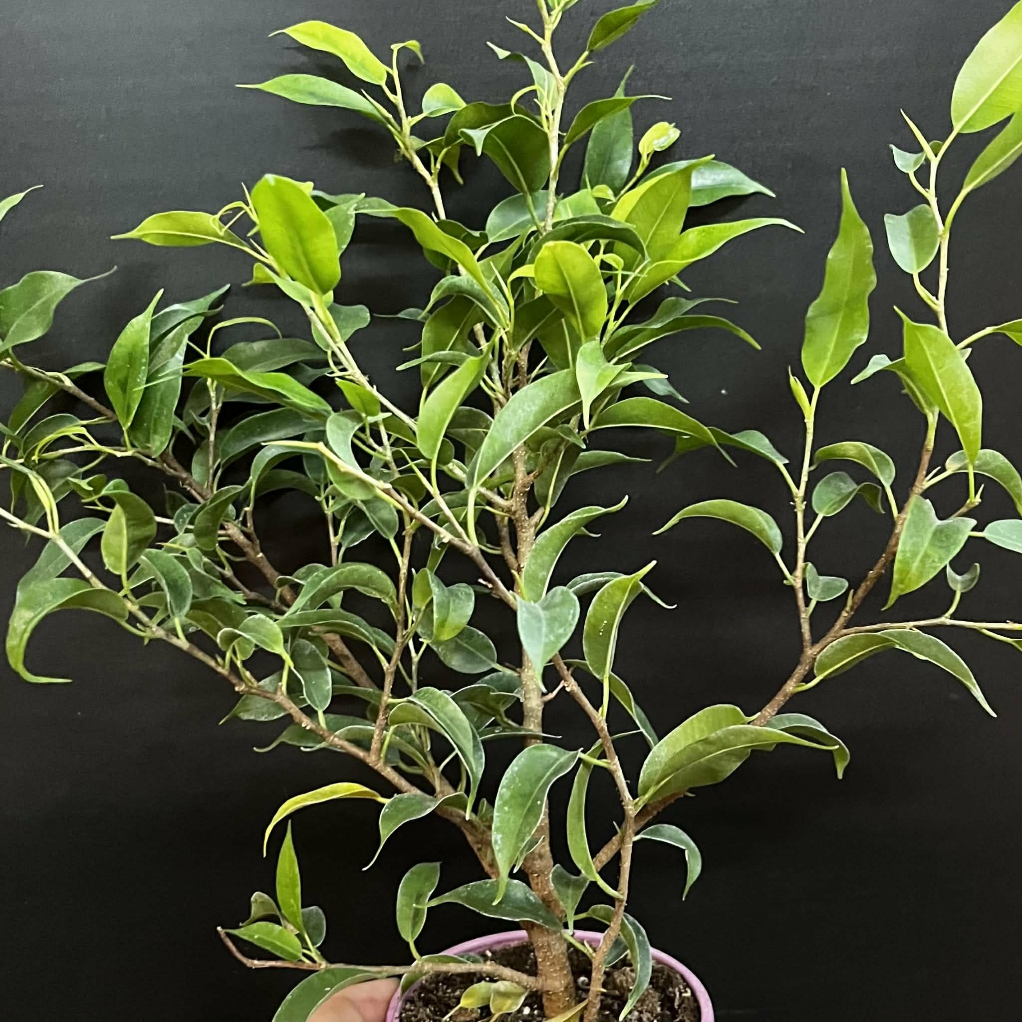 Magazoo Ficus Benjamina Plant