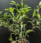 Magazoo Plante Ficus Benjamina
