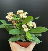 Magazoo Euphorbia Milii 'Pêche' Plant | Crown of Thorns 10cm