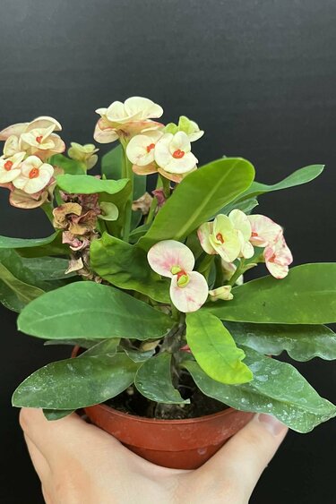 Magazoo Euphorbia Milii 'Pêche' Plant | Crown of Thorns 10cm