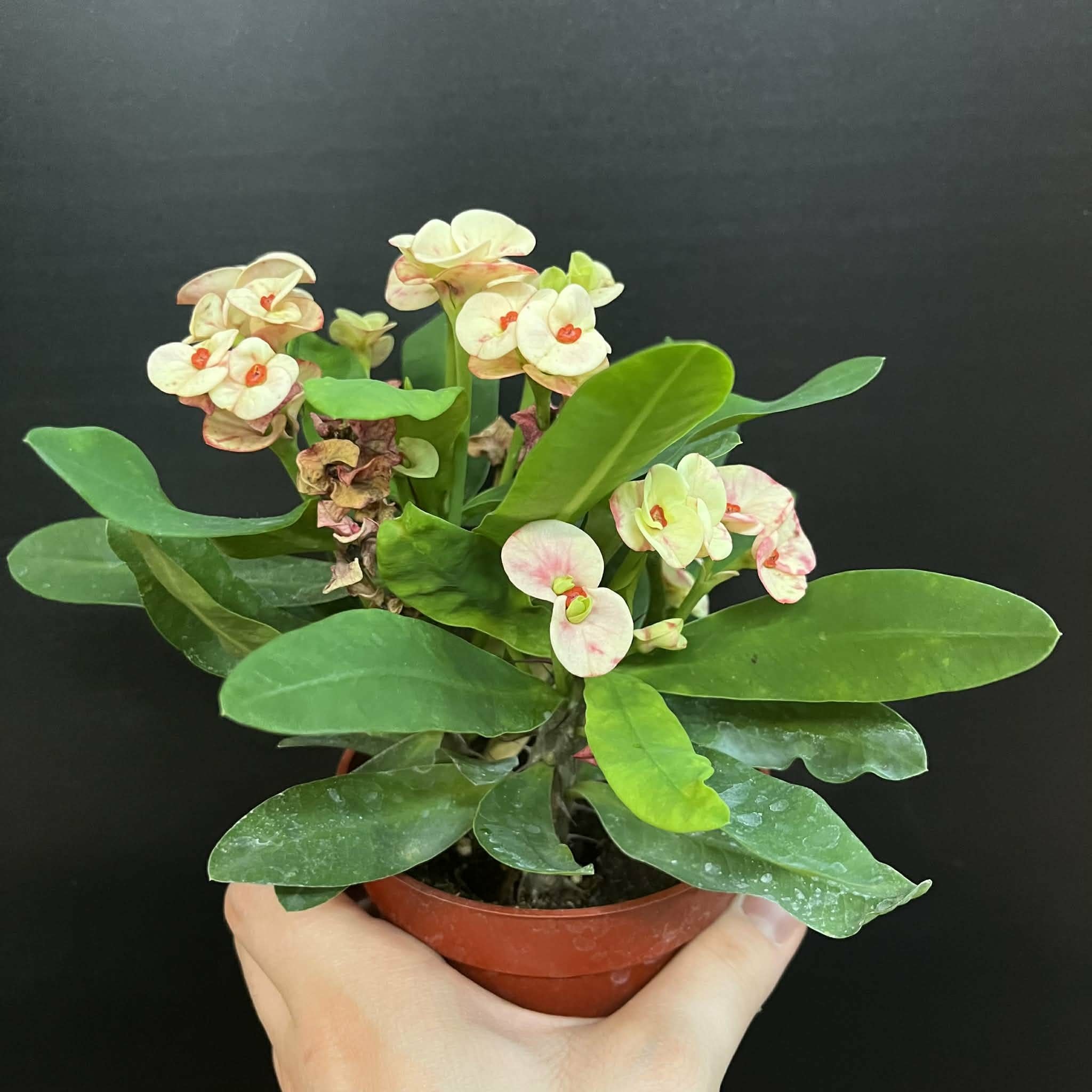 Magazoo Euphorbia Milii 'Pêche' Plant | Crown of Thorns 10cm