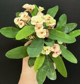 Magazoo Plante Euphorbia Milii 'Pêche' | Couronne d'épines 10cm