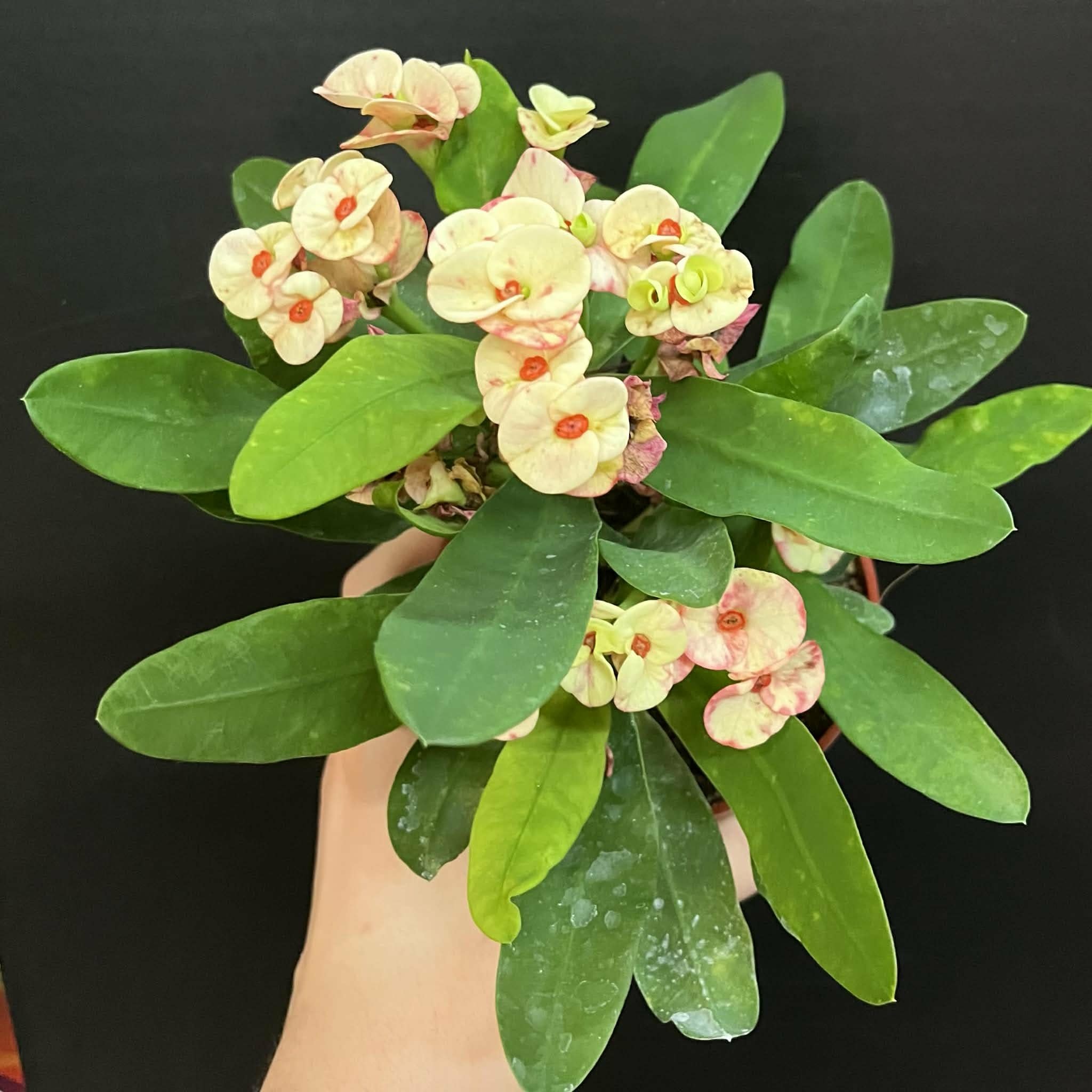 Magazoo Plante Euphorbia Milii 'Pêche' | Couronne d'épines 10cm