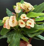 Magazoo Plante Euphorbia Milii 'Pêche' | Couronne d'épines 10cm