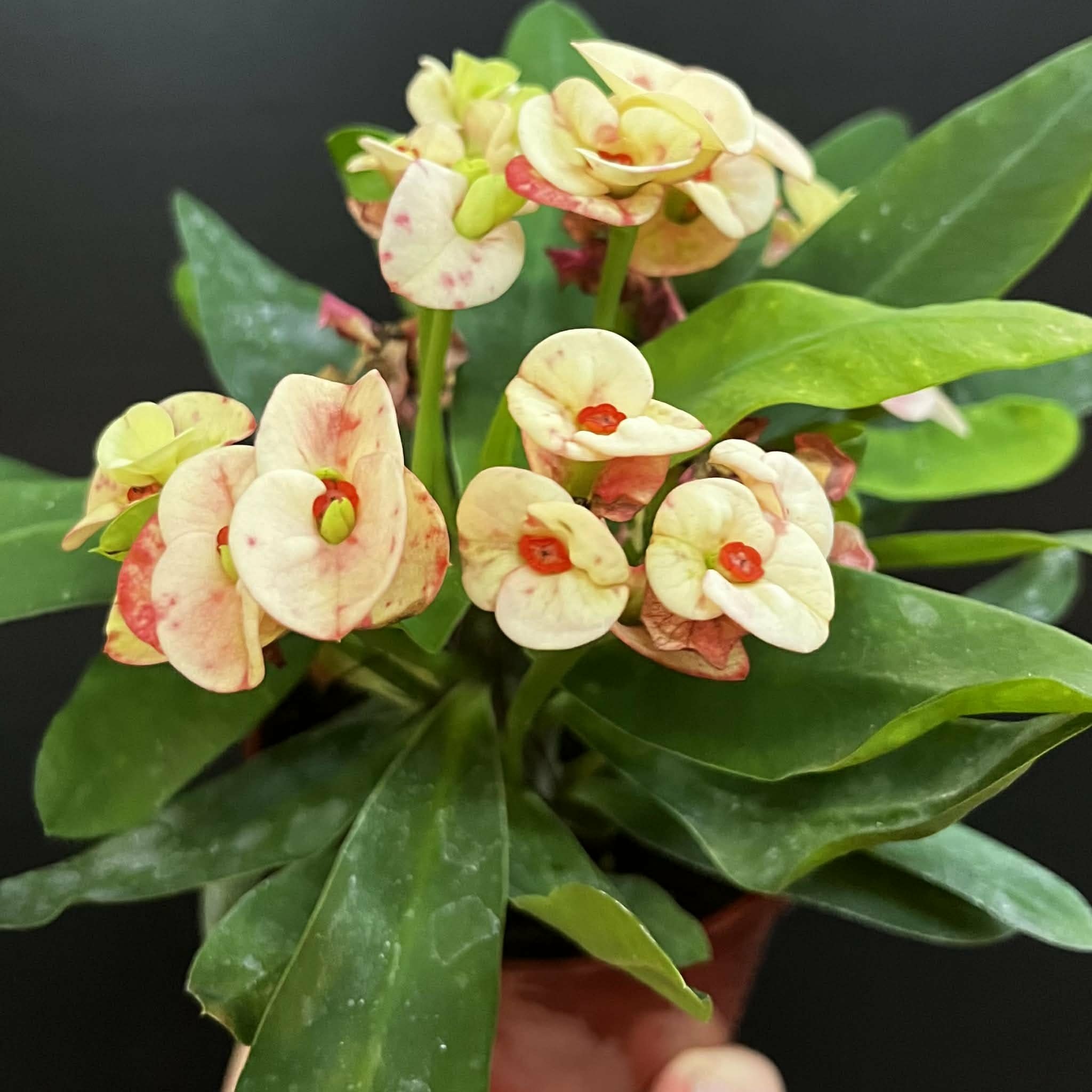 Magazoo Euphorbia Milii 'Pêche' Plant | Crown of Thorns 10cm