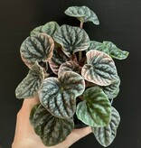 Magazoo Plante Peperomia Caperata 'Abricos'