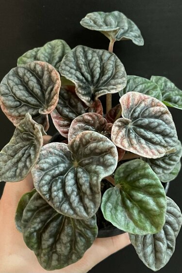 Magazoo Plante Peperomia Caperata 'Abricos'