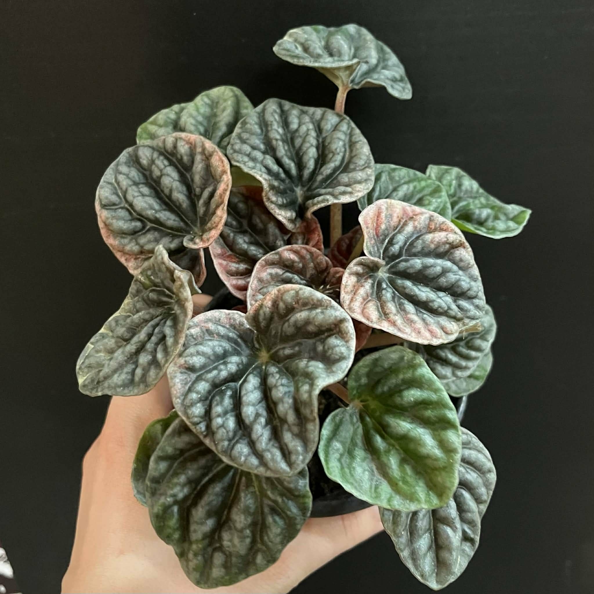 Magazoo Peperomia Caperata 'Abricos' Plant
