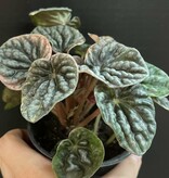 Magazoo Plante Peperomia Caperata 'Abricos'