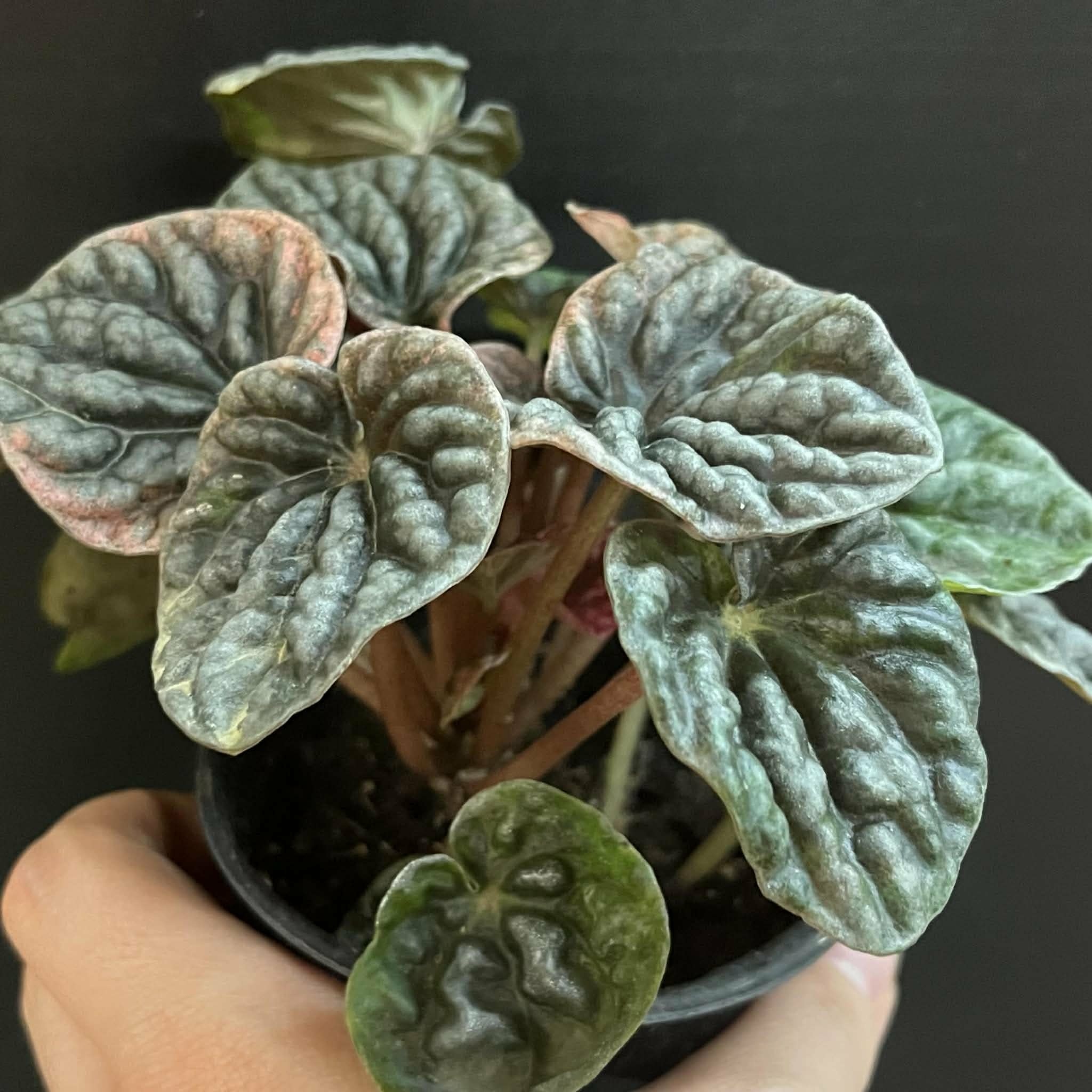 Magazoo Plante Peperomia Caperata 'Abricos'