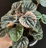 Magazoo Plante Peperomia Caperata 'Abricos'