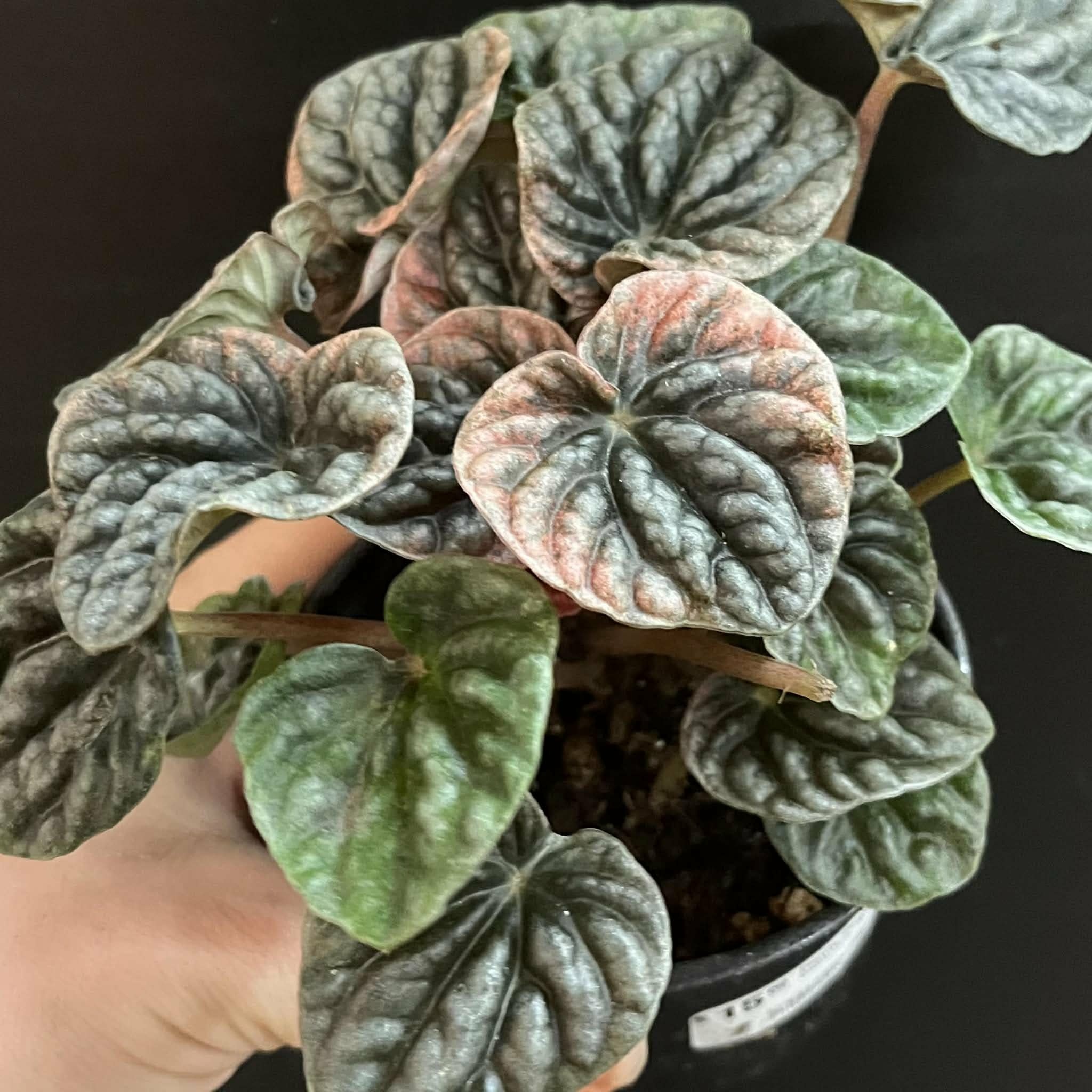 Magazoo Plante Peperomia Caperata 'Abricos'