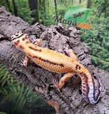 Magazoo Gecko léopard Bell Albino femelle 14/06/25 #5