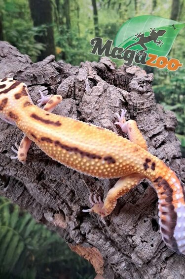 Magazoo Bell Albino female Leopard gecko 06/14/25 #5