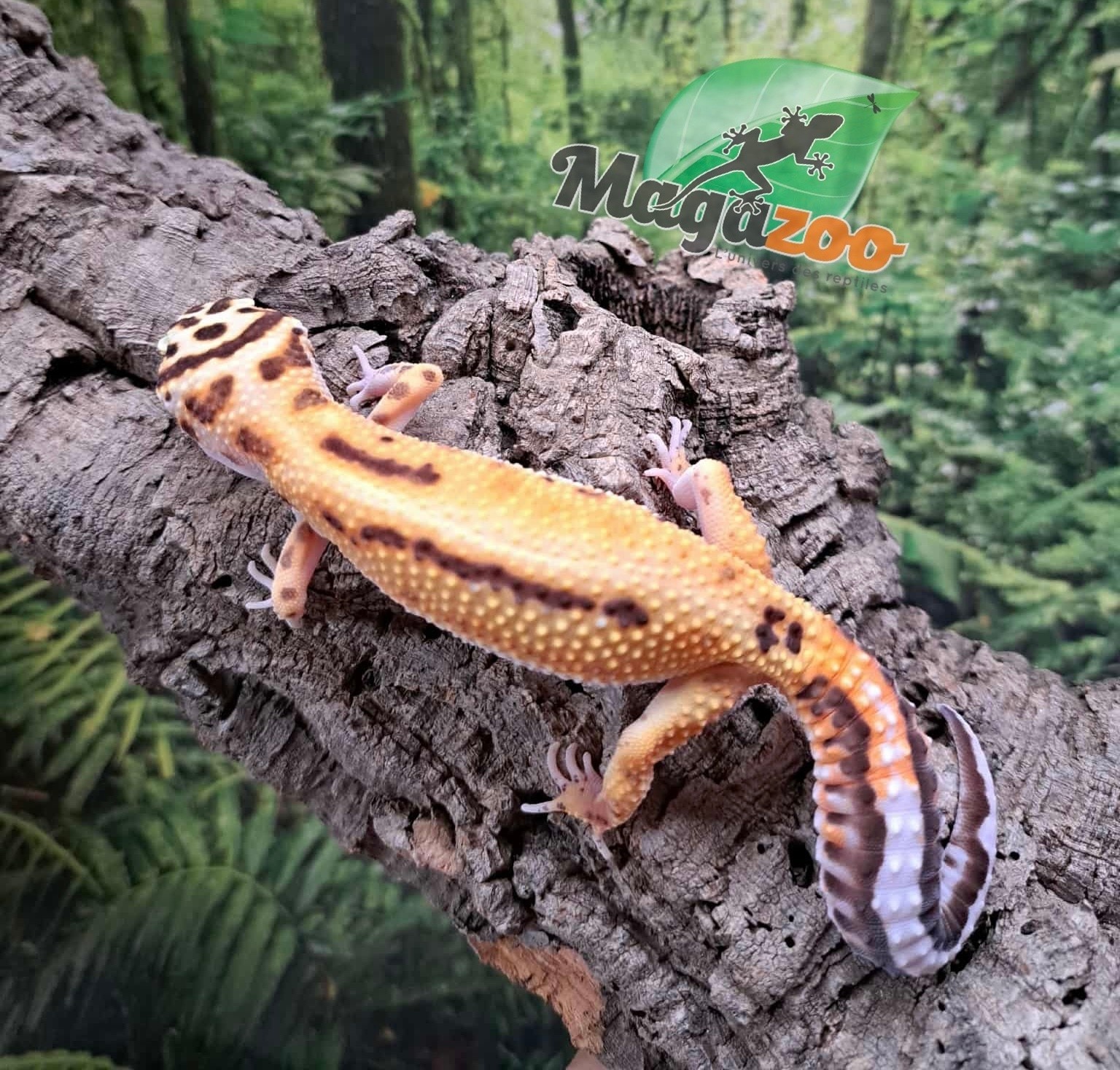 Magazoo Gecko léopard Bell Albino femelle 14/06/25 #5