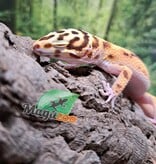 Magazoo Gecko léopard Bell Albino femelle 14/06/25 #5