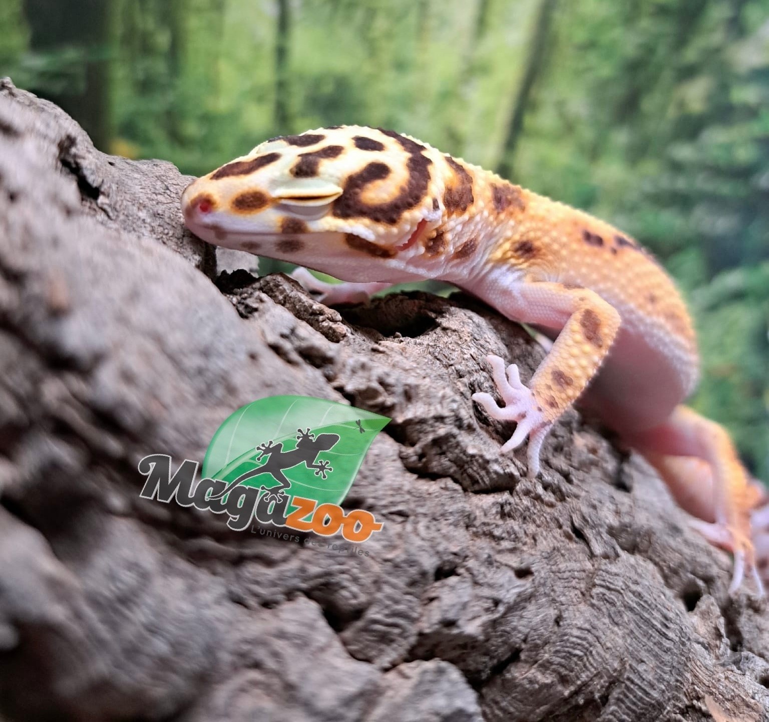Magazoo Bell Albino female Leopard gecko 06/14/25 #5
