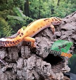 Magazoo Gecko léopard Bell Albino femelle 14/06/25 #5