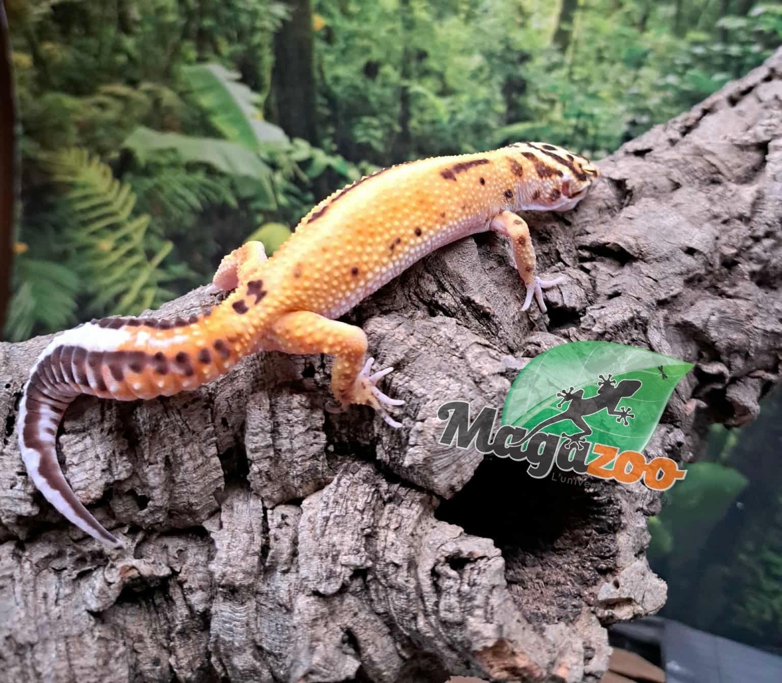 Magazoo Gecko léopard Bell Albino femelle 14/06/25 #5