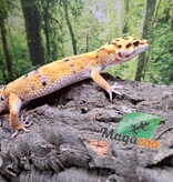 Magazoo Gecko léopard Firebold femelle 06/05/25 #8