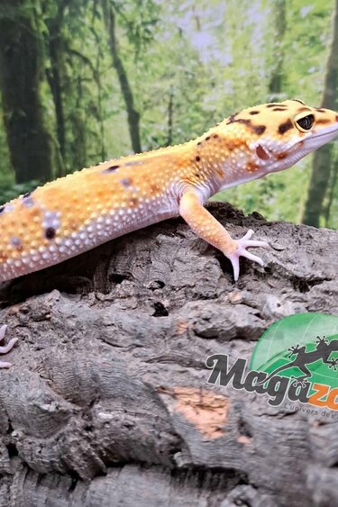 Magazoo Gecko léopard Firebold femelle 06/05/25 #8