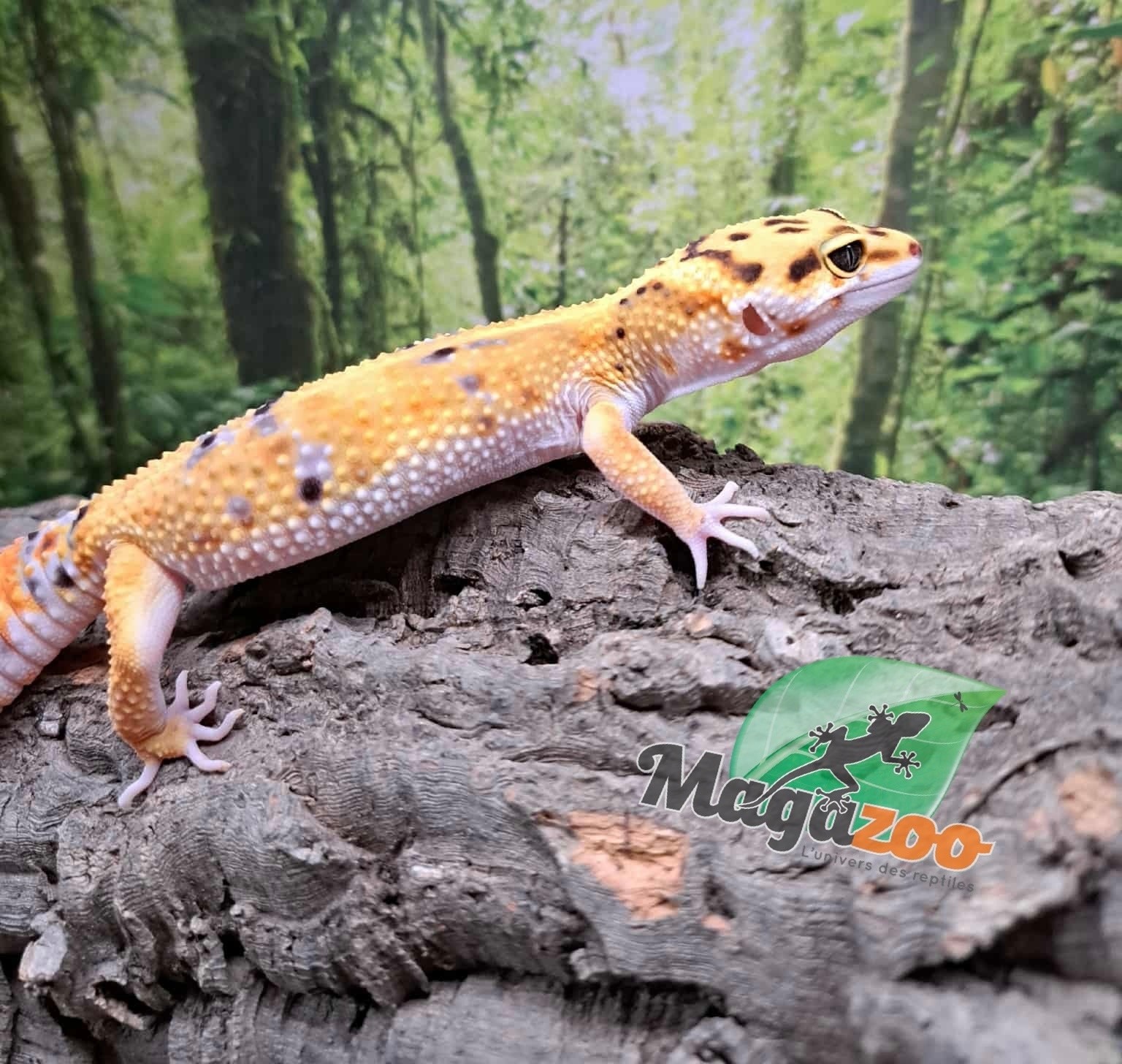 Magazoo Firebold female Leopard gecko 05-06-25 #8