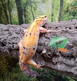 Magazoo Firebold female Leopard gecko 05-06-25 #8