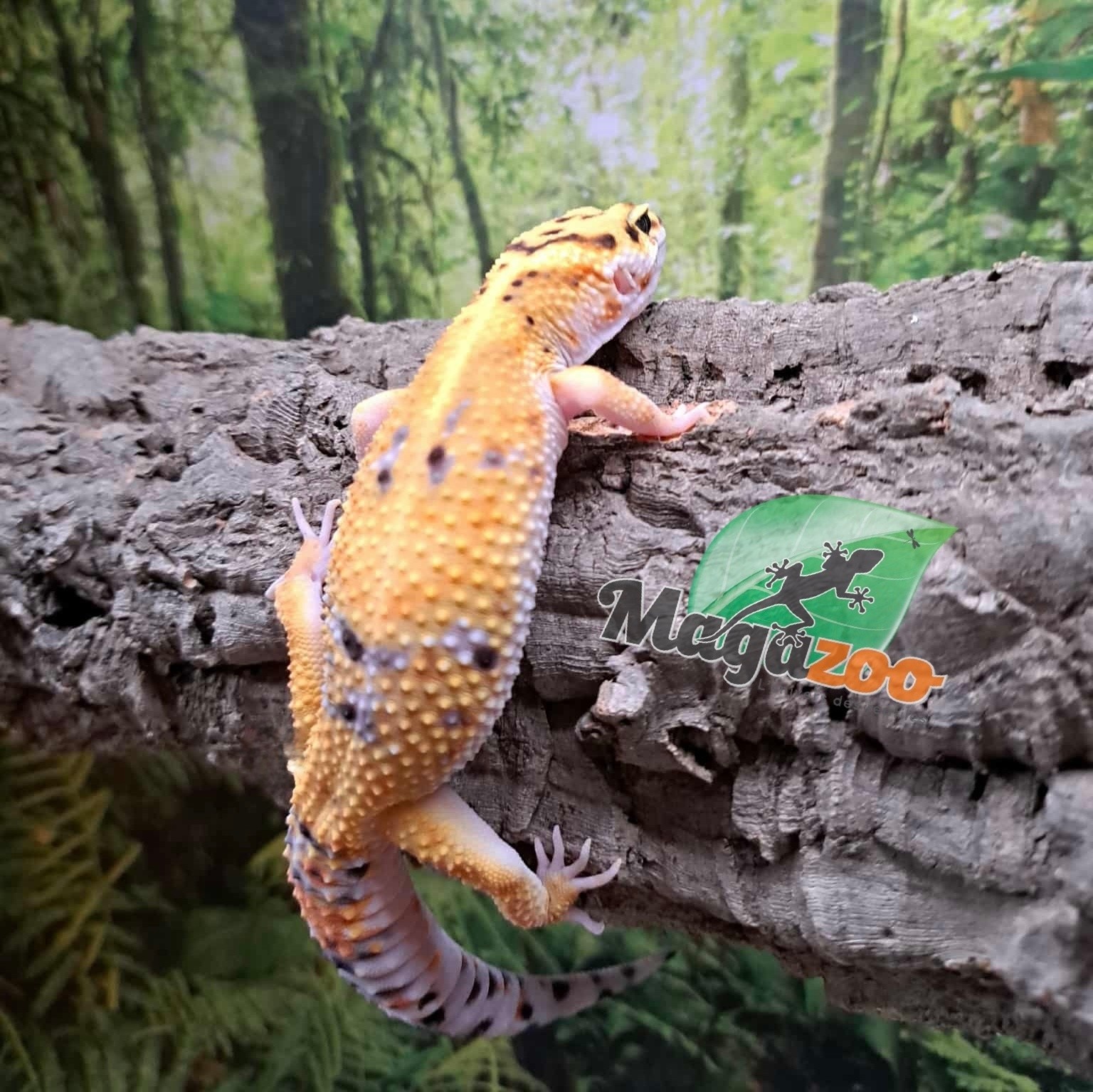 Magazoo Gecko léopard Firebold femelle 06/05/25 #8