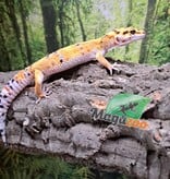Magazoo Gecko léopard Firebold femelle 06/05/25 #8