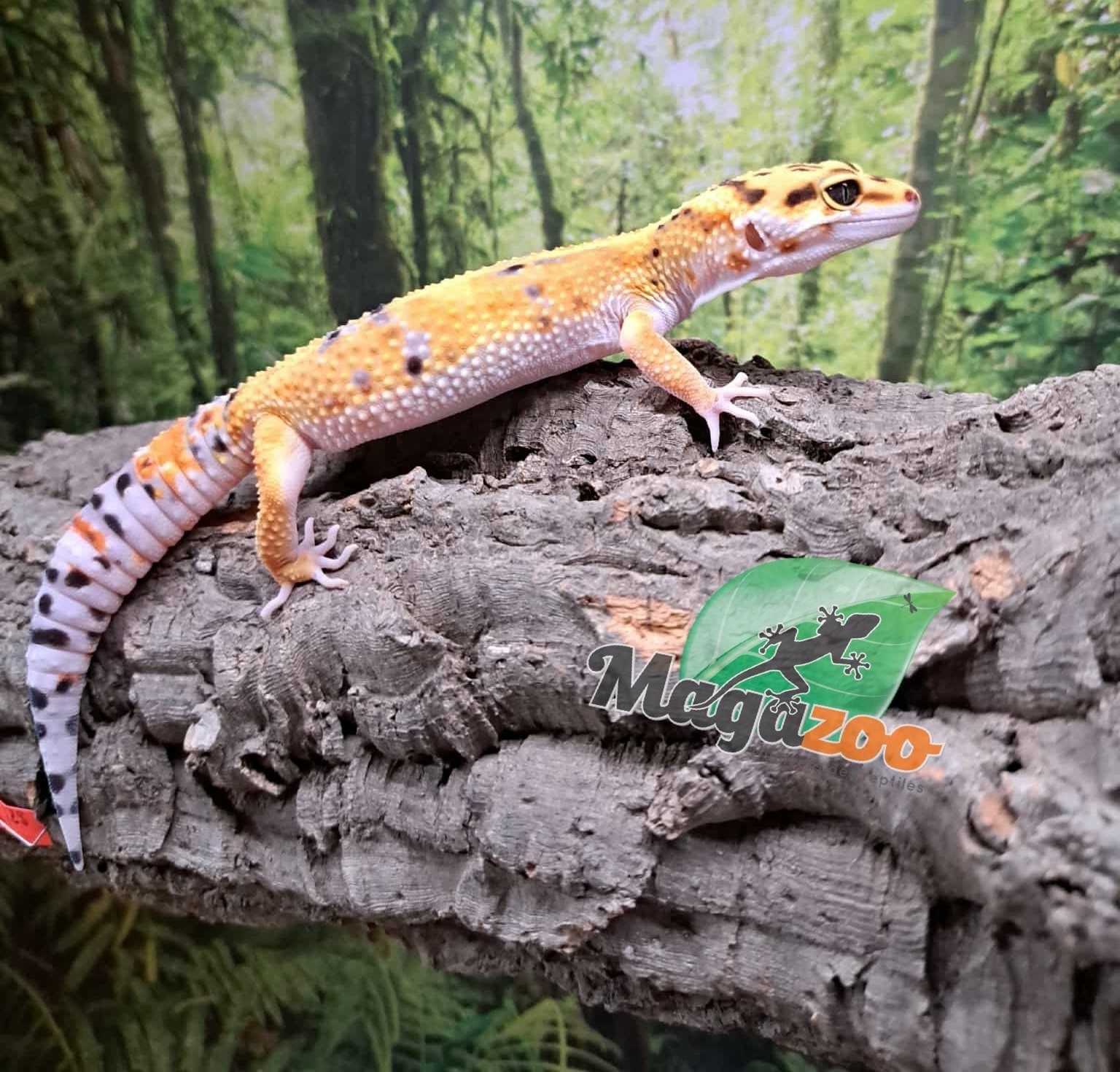 Magazoo Firebold female Leopard gecko 05-06-25 #8