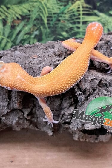 Magazoo Tangerine rainwater Female Leopard gecko 07/15/25 #4
